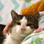 Kot do adopcji, Chełmek, 24 lutego 2025