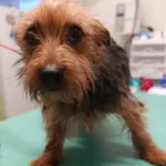 Znaleziono psa, Gdańsk, 27 lutego 2025