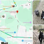 Zaginął pies, Laski, 28 lutego 2025