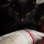 Kot do adopcji, Sosnowiec, 15 lutego 2025