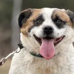 Pies do adopcji, Pieczyska, 27 lutego 2025