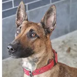 Znaleziono psa, Wrocław, 23 lutego 2025