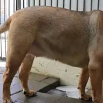 Znaleziono psa, Łódź, 27 lutego 2025