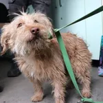 Znaleziono psa, Łódź, 27 lutego 2025