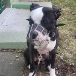 Znaleziono psa, Łódź, 25 lutego 2025