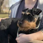 Pies do adopcji, Kraków, 12 lutego 2025