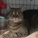 Znaleziono kota, Sosnowiec, 23 lutego 2025