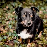 Zaginął pies, Łódź, 27 lutego 2025