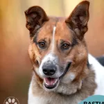 Pies do adopcji, Gdynia, 28 lutego 2025