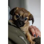 Znaleziono psa, Białystok, 28 grudnia 2024