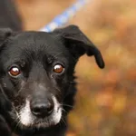 Pies do adopcji, Elbląg, 28 lutego 2025