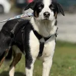 Pies do adopcji, Kraków, 13 lutego 2025