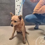 Znaleziono psa, Chełmek, 27 lutego 2025