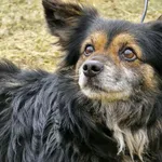 Pies do adopcji, Ropczyce, 28 lutego 2025