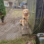 Zaginął pies, Łódź, 27 lutego 2025