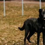 Pies do adopcji, Czartki, 28 lutego 2025