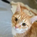 Kot do adopcji, Piła, 2 września 2024