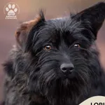 Pies do adopcji, Gdynia, 28 lutego 2025