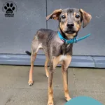 Znaleziono psa, Gdynia, 27 lutego 2025