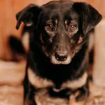 Pies do adopcji, Czartki, 28 lutego 2025