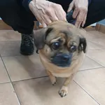 Znaleziono psa, Sosnowiec, 28 lutego 2025