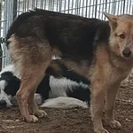 Znaleziono psa, Pieckowo, 25 lutego 2025