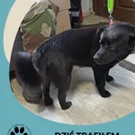 Znaleziono psa, Dąbrówka, 28 lutego 2025