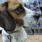 Znaleziono psa, Sosnowiec, 27 lutego 2025