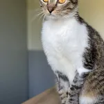 Znaleziono kota, Lublin, 1 marca 2025