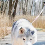 Znaleziono psa, Sosnowiec, 28 lutego 2025