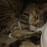 Znaleziono kota, Lublin, 28 lutego 2025