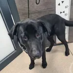 Znaleziono psa, Chełmek, 28 lutego 2025