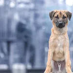 Pies do adopcji, Nowodwór, 28 lutego 2025