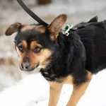 Pies do adopcji, Nowodwór, 28 lutego 2025