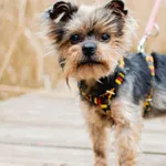 Znaleziono psa, Sosnowiec, 28 lutego 2025