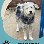 Znaleziono psa, Dąbrówka, 25 lutego 2025