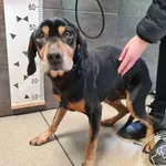 Znaleziono psa, Chełmek, 28 lutego 2025