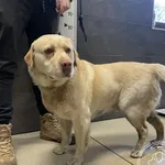 Znaleziono psa, Chełmek, 1 marca 2025