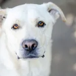 Labek - młody, niekonfliktowy LABRADOR mix!
