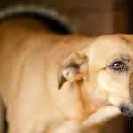 Spokojna, delikatna Figa szuka domu!