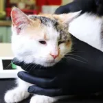 Znaleziono kota, Łódź, 2 marca 2025