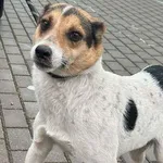 Znaleziono psa, Tatary, 7 stycznia 2025