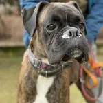 Pies do adopcji, Kraków, 16 lutego 2025