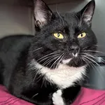 Kot do adopcji, Olsztyn, 15 lutego 2025