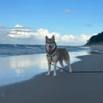 Zaginął pies husky