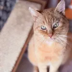 Kot do adopcji, Jelenia Góra, 29 grudnia 2024