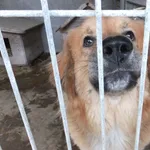 Znaleziono psa, Nowa Krępa, 2 lutego 2025