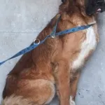 Livier to pies przywieziony w dniu 03.02.2025r z terenu gm. Łyse, bardzo duży, spokojny, ostrożny do obcych