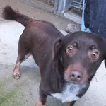 Serdelek to pies przywieziony w dniu 27.01.2025r bardzo miły , sympatyczny i nieduży