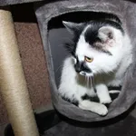 Kot do adopcji, Dębniak, 27 lutego 2025